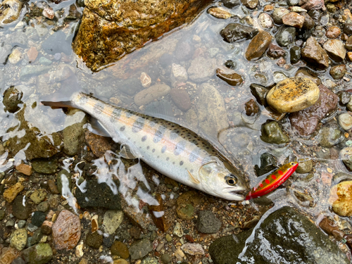 ヤマメの釣果