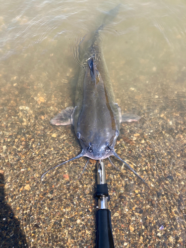 アメリカナマズの釣果