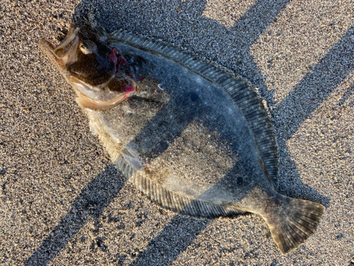 ヒラメの釣果