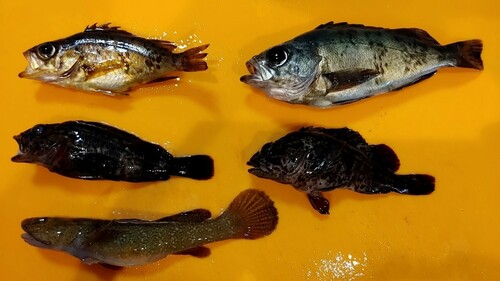 シロメバルの釣果