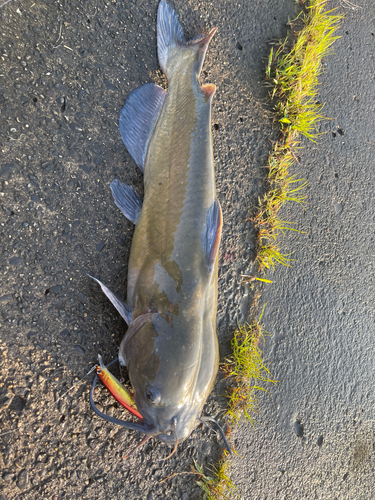 アメリカナマズの釣果