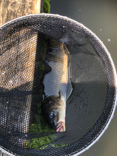 コイの釣果