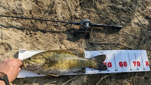 スモールマウスバスの釣果