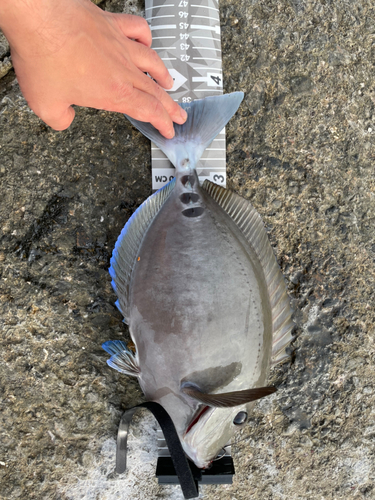 サンノジの釣果