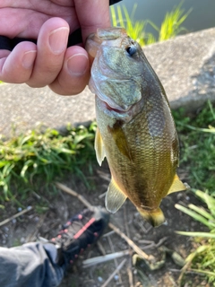 ラージマウスバスの釣果