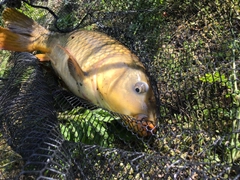 コイの釣果