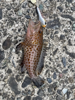 オオモンハタの釣果