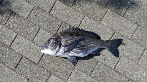 クロダイの釣果