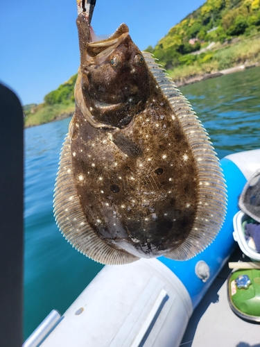 ソゲの釣果