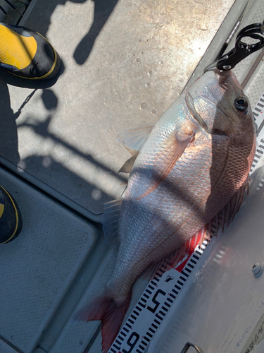 マダイの釣果