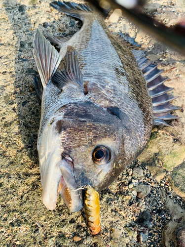 チヌの釣果