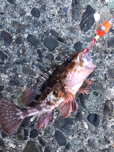 カサゴの釣果