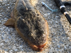 マゴチの釣果