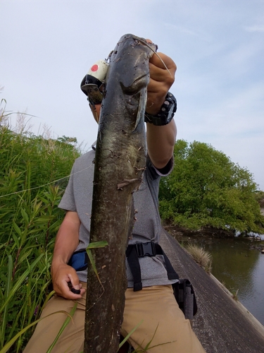 ナマズの釣果