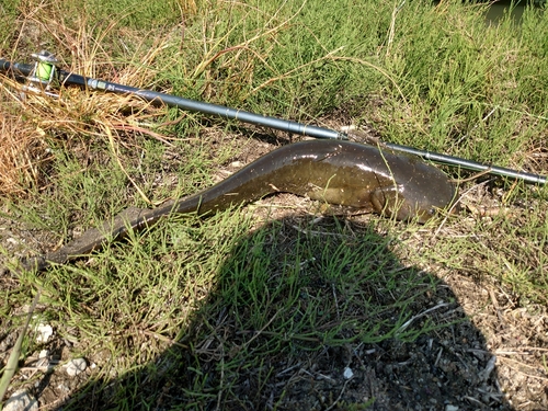 ナマズの釣果