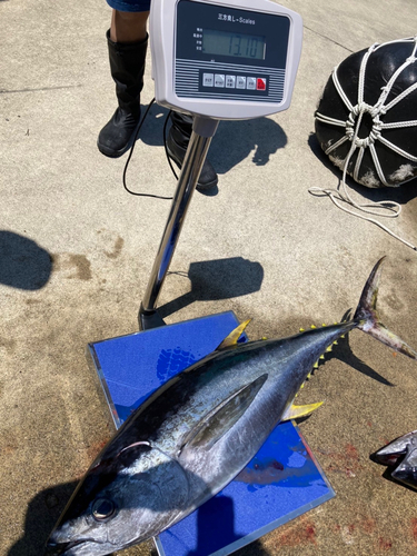 キハダマグロの釣果