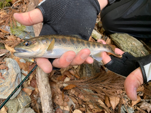 アマゴの釣果