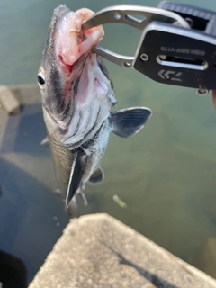 ニゴイの釣果