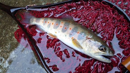 アマゴの釣果