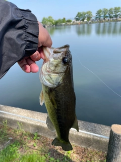 ラージマウスバスの釣果