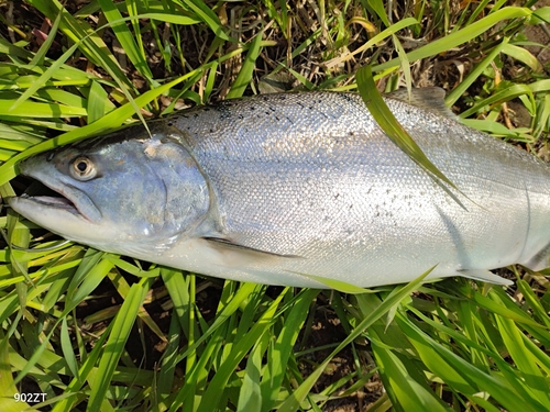 サクラマスの釣果