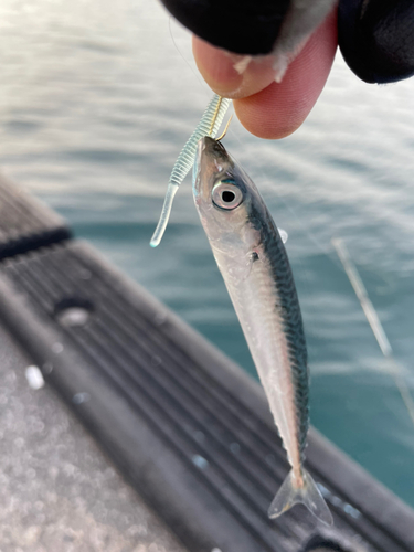 サバの釣果