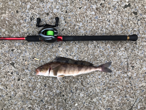 ホッケの釣果