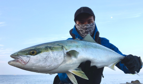 ヤズの釣果