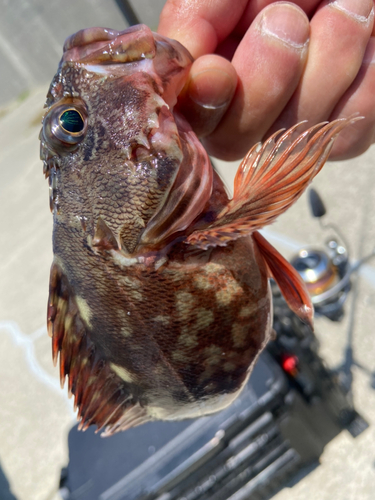 アラカブの釣果