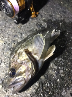 クロソイの釣果