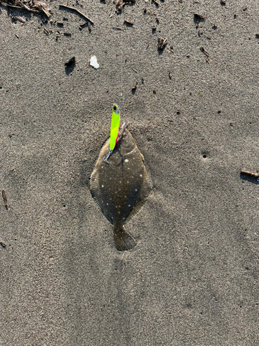 カレイの釣果