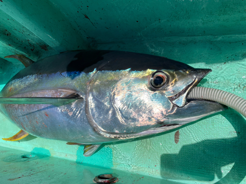 キハダマグロの釣果