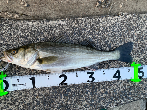 シーバスの釣果