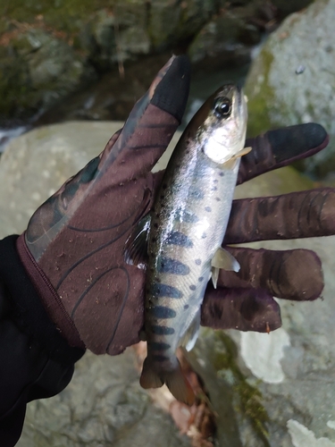 アマゴの釣果