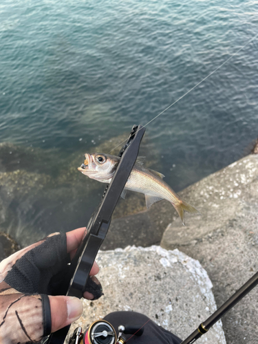 ムツの釣果