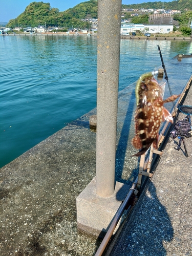 アラカブの釣果