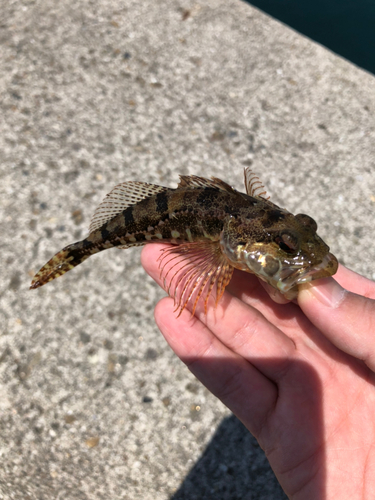 ハゼの釣果