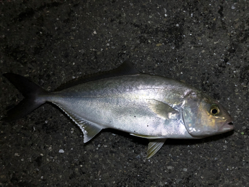 カンパチの釣果