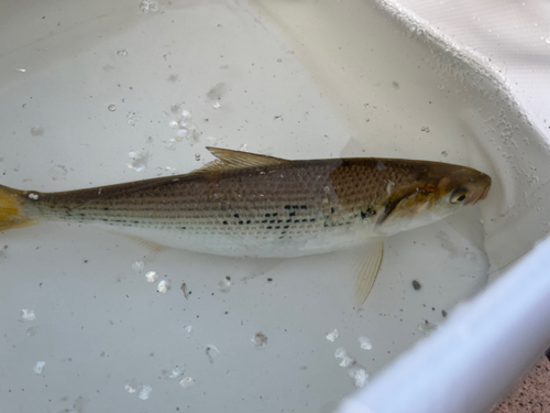 コノシロの釣果