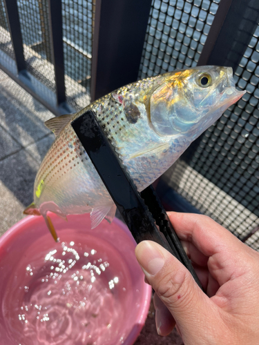 コノシロの釣果