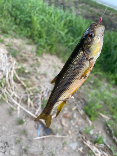 カワムツの釣果