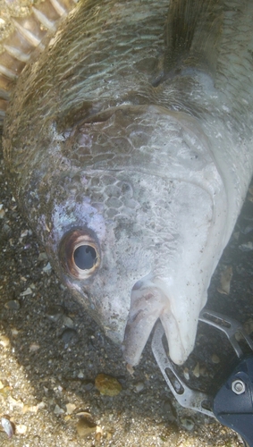 キビレの釣果