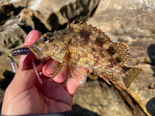 アラカブの釣果