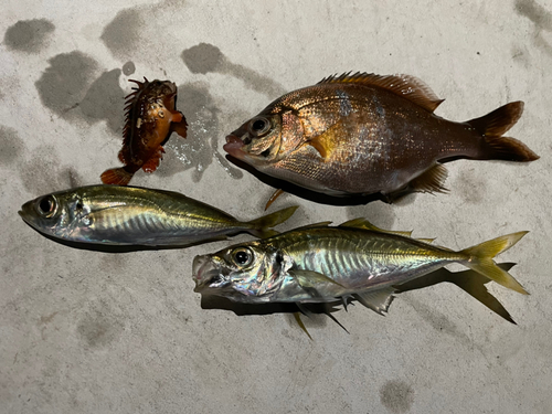 アジの釣果