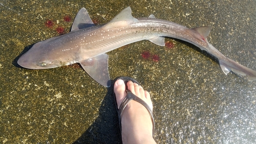 ホシザメの釣果