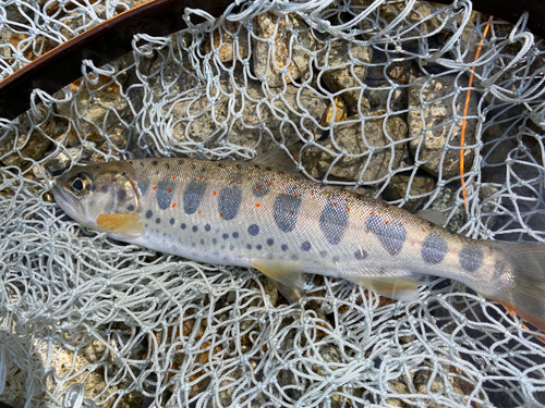 アマゴの釣果