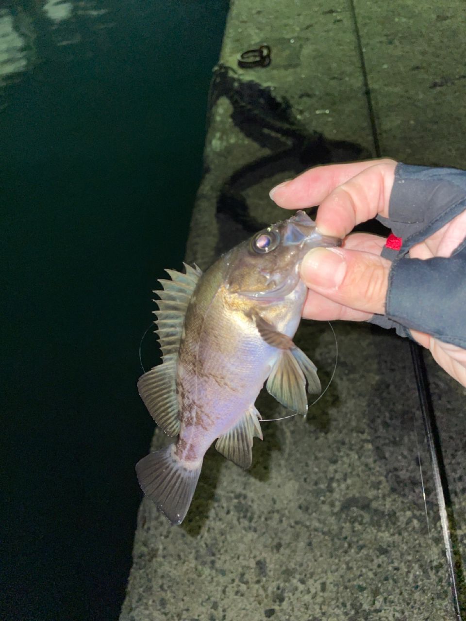 クロメバル
