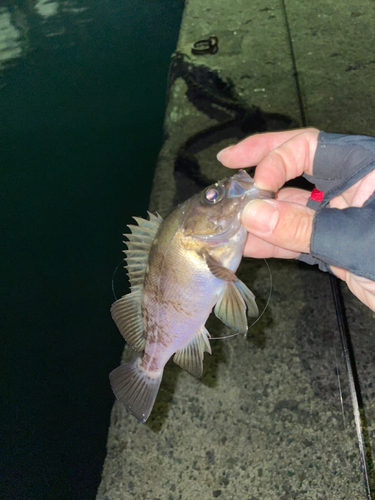 クロメバルの釣果