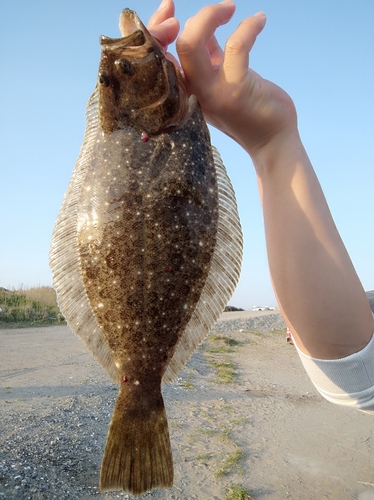 ヒラメの釣果