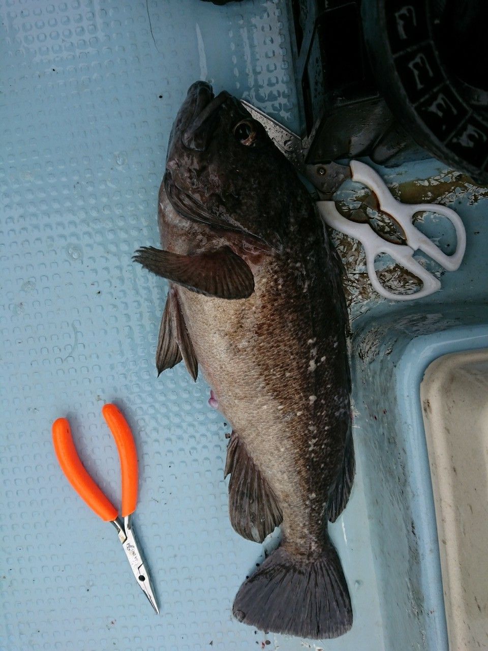 萬屋釣兵衛さんの釣果 1枚目の画像